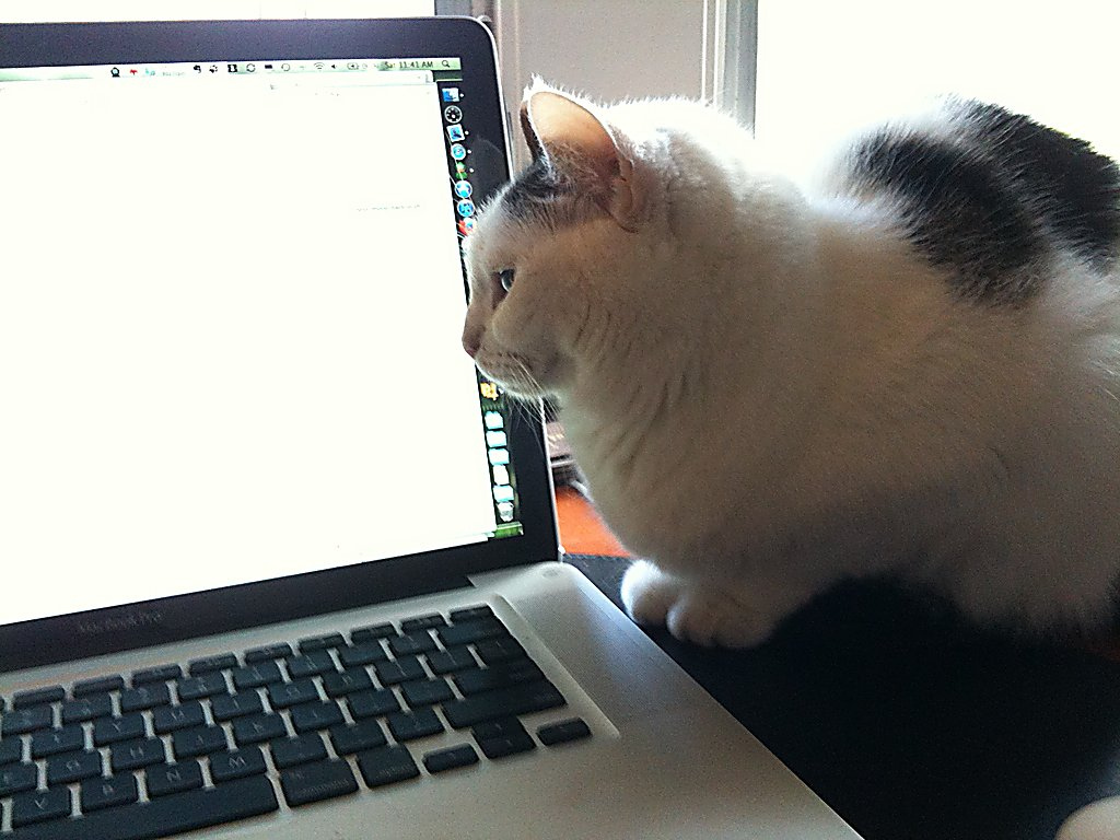 cat-pair-programming